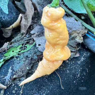 Tiberius Mauler Peach - Seeds - The Pepper Pantry (Formerly Marie Sharp's)